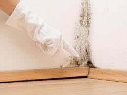 Best Real Estate Mold Inspection  in Selden, NY